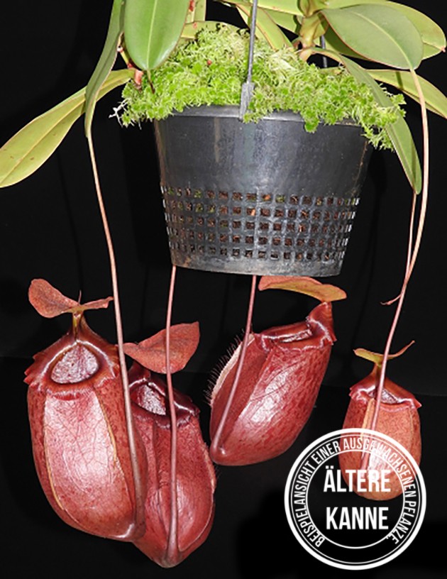 Nepenthes sibuyanensis x merrilliana BE-3542 - XL Showpiece