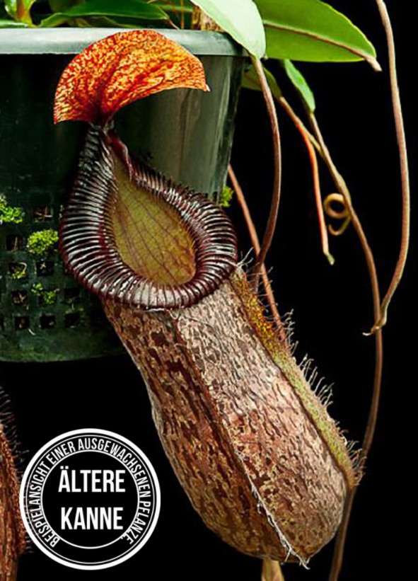 Nepenthes sibuyanensis x hamata BE-3562