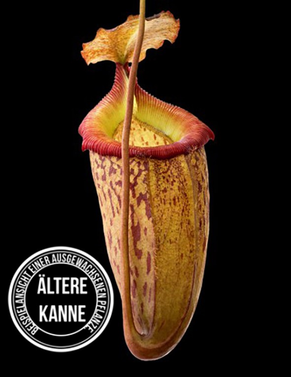 Nepenthes talangensis x sibuyanensis BE-3641