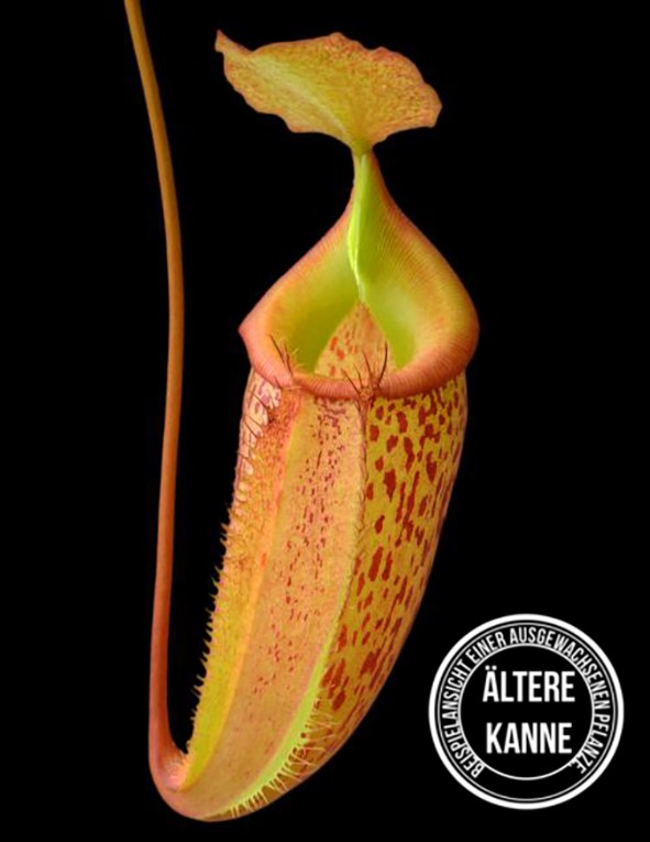 Nepenthes talangensis x sibuyanensis BE-3641