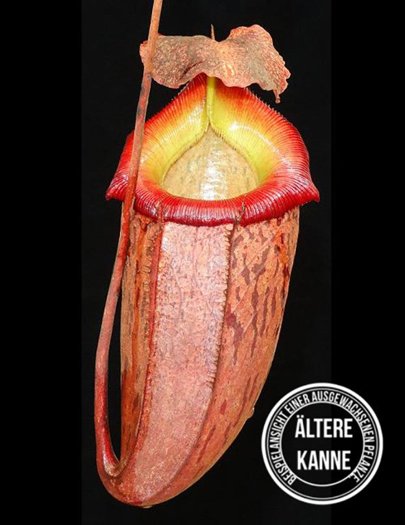 Nepenthes talangensis x sibuyanensis BE-3641