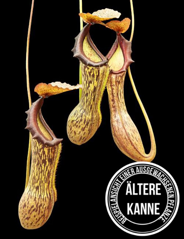 Nepenthes boschiana BE-3643