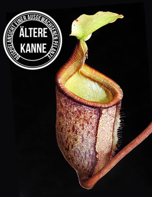 Nepenthes palawanensis BE-3651