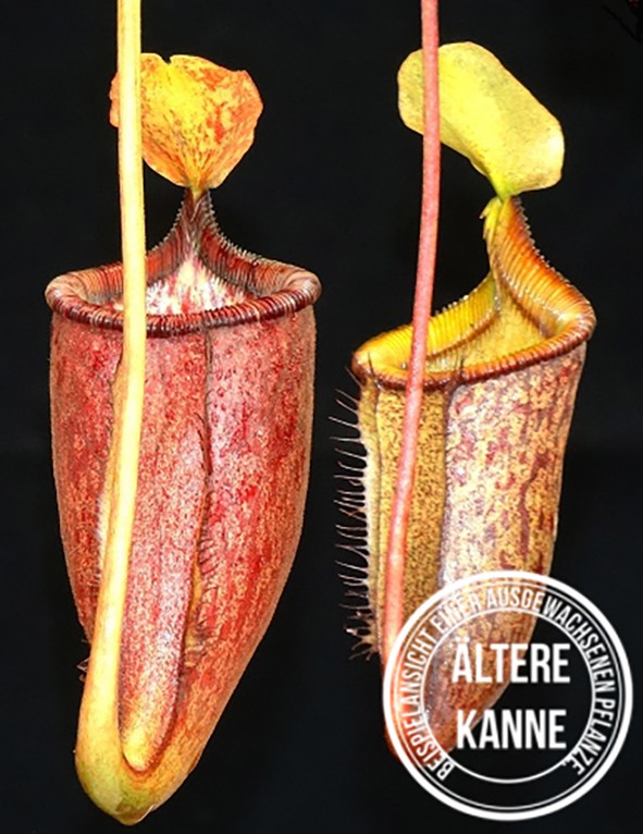 Nepenthes palawanensis BE-3651