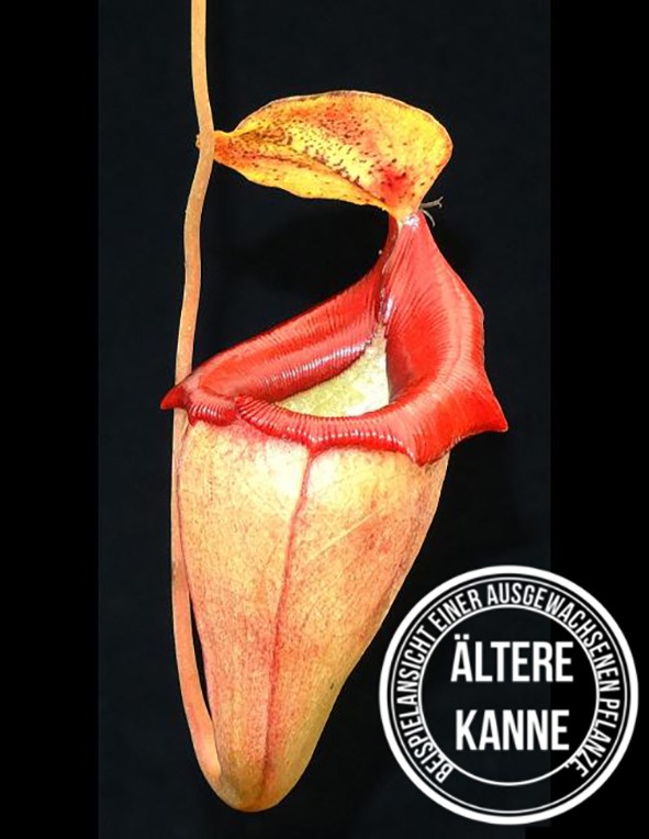 Nepenthes flava BE-3652