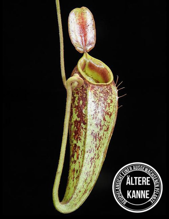 Nepenthes ampullaria x aristolochioides BE-3658