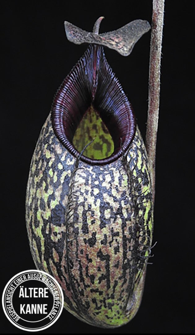 Nepenthes spectabilis x aristolochioides BE-3663