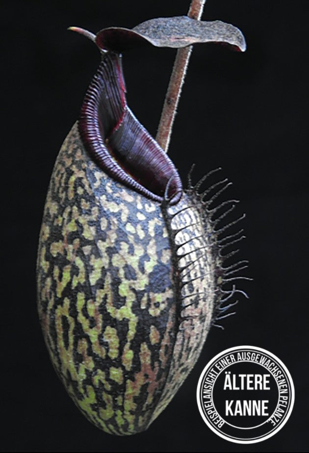 Nepenthes spectabilis x aristolochioides BE-3663