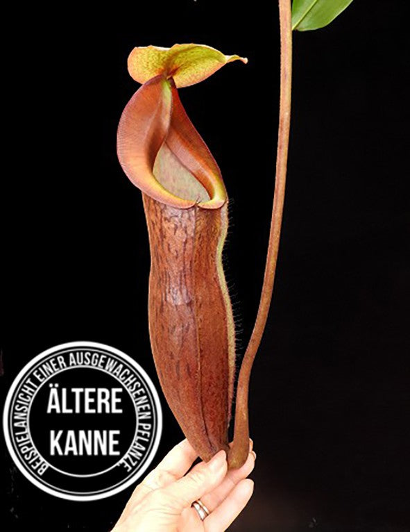 Nepenthes boschiana x mira BE-3675