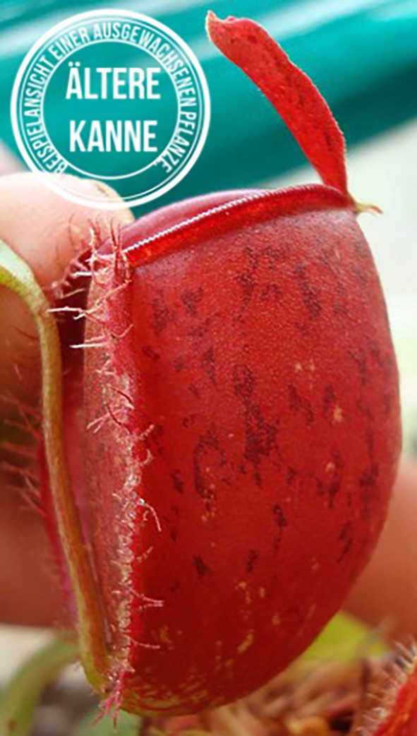 Nepenthes ampullaria BE-3681