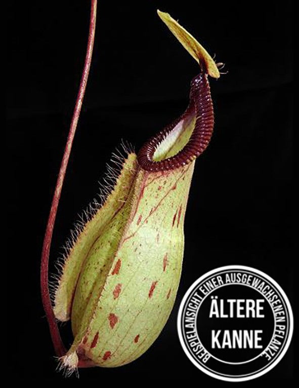 Nepenthes mirabilis var. globosa x hamata BE-3685