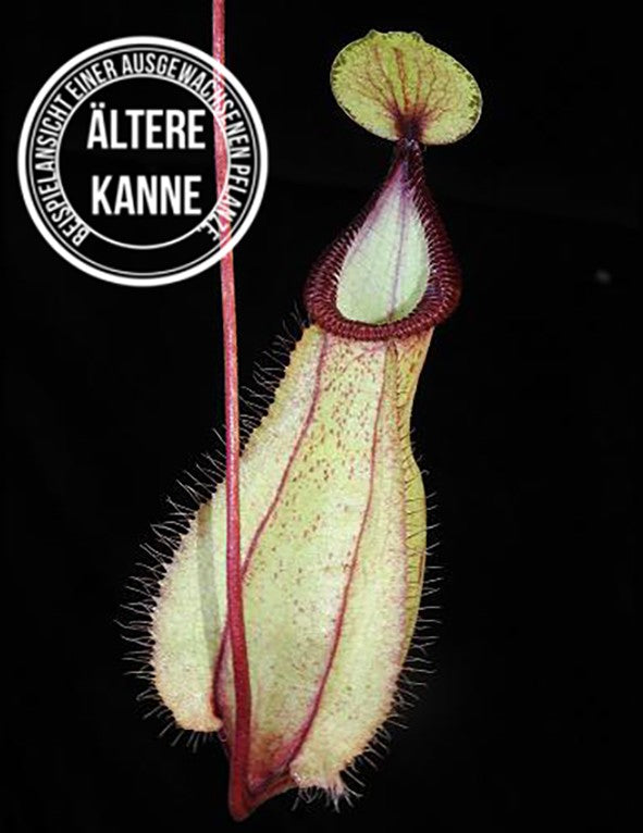 Nepenthes mirabilis var. globosa x hamata BE-3685