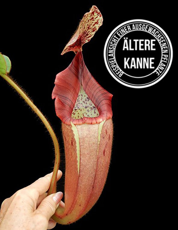 Nepenthes glandulifera x veitchii BE-3689