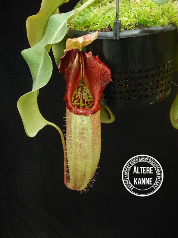 Nepenthes robcantleyi x veitchii BE-3700