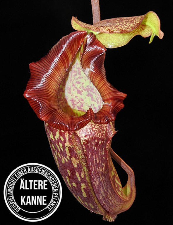 Nepenthes maxima x (lowii x macrophylla) BE-3709