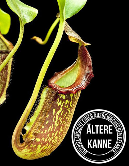 Nepenthes maxima x (lowii x macrophylla) BE-3709