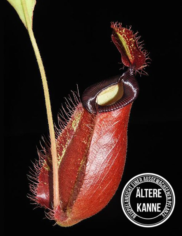 Nepenthes ampullaria x hamata BE-3726