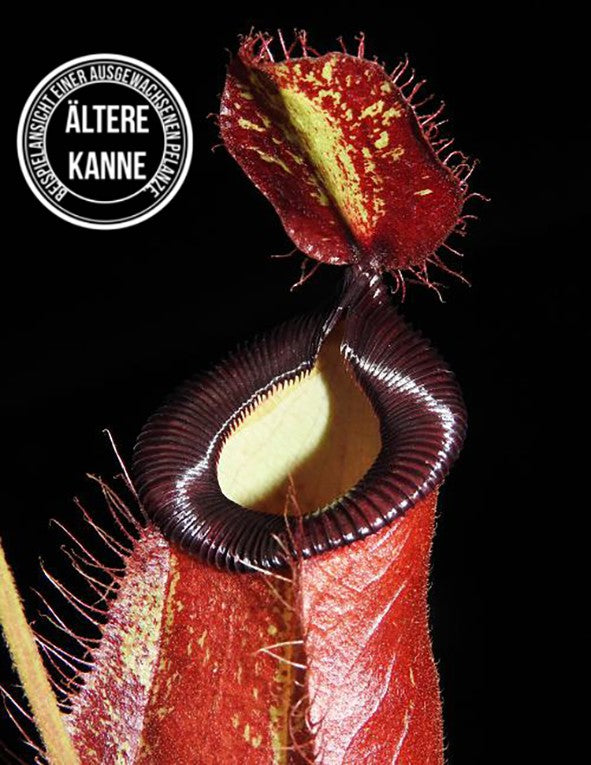 Nepenthes ampullaria x hamata BE-3726