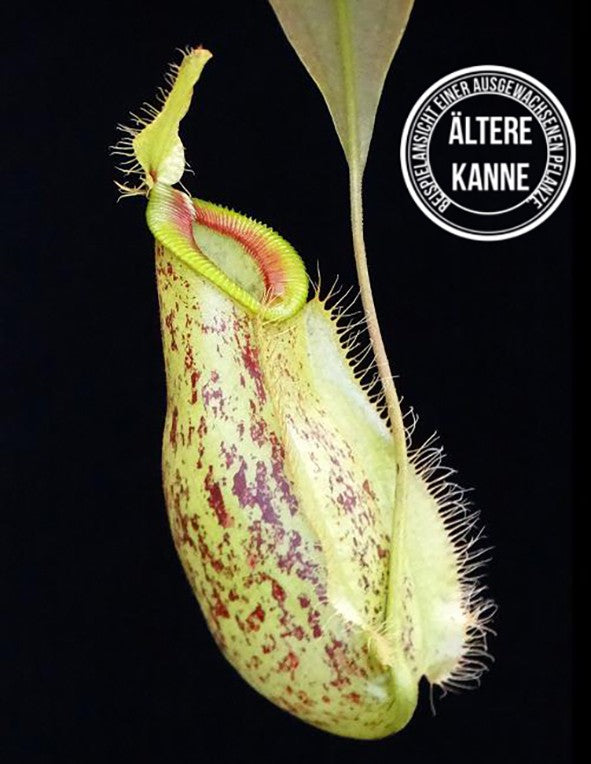 Nepenthes ampullaria x hamata BE-3726