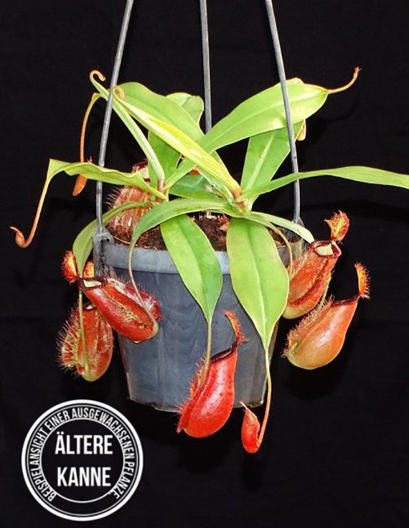 Nepenthes ampullaria x hamata BE-3726