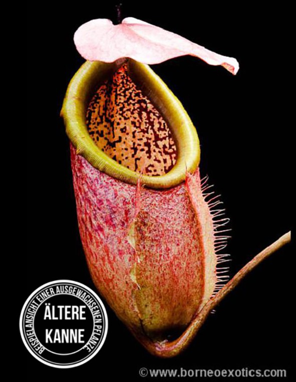 Nepenthes merrilliana BE-3727