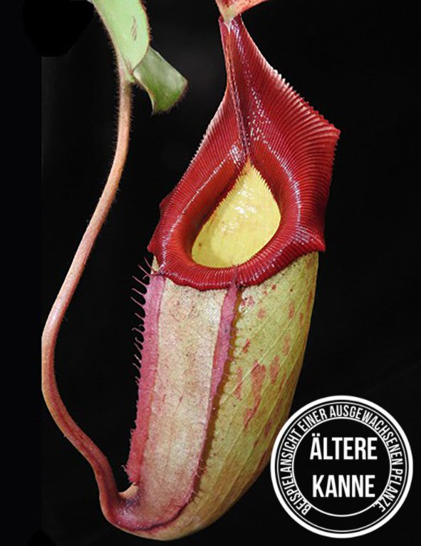 Nepenthes rajah x veitchii BE-3730