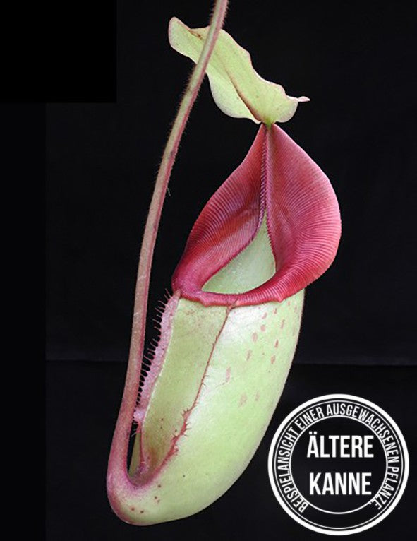 Nepenthes rajah x veitchii BE-3730