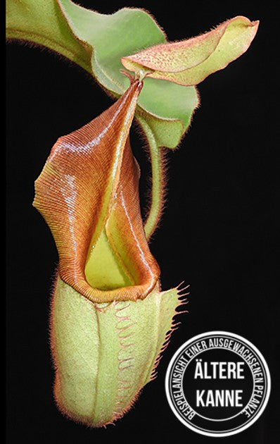 Nepenthes veitchii Bareohighland BE-3734