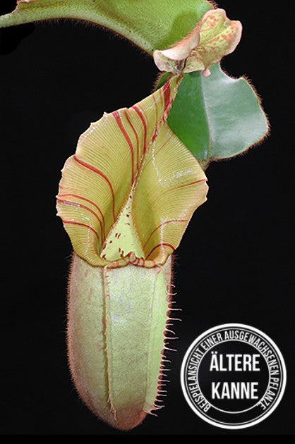 Nepenthes veitchii Bareohighland BE-3734