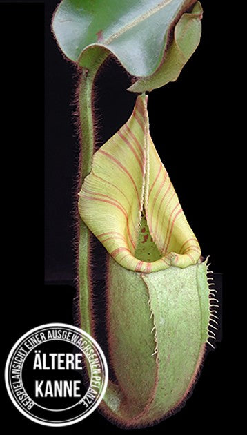 Nepenthes veitchii Bareohighland BE-3734