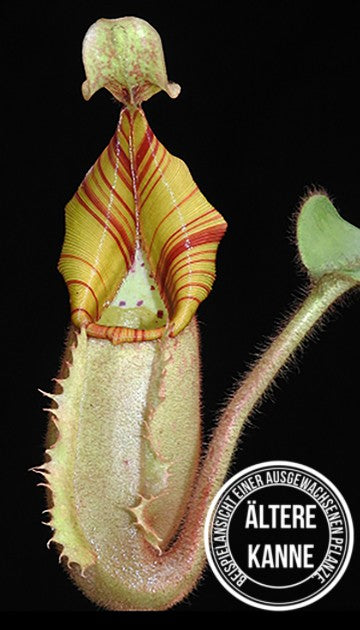 Nepenthes veitchii Bareohighland BE-3734