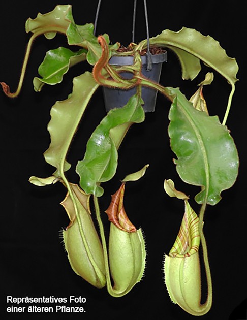 Nepenthes veitchii Bareohighland BE-3734