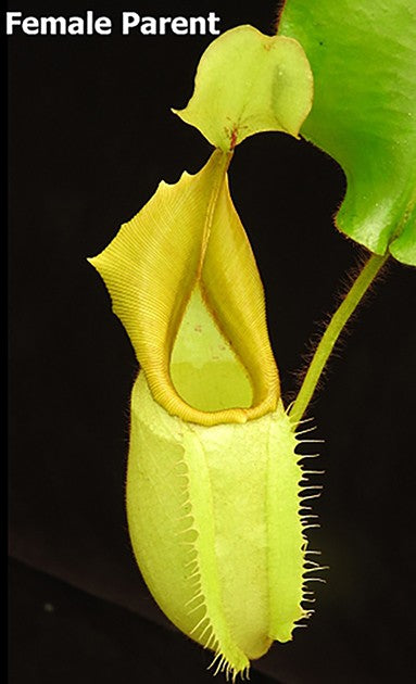 Nepenthes veitchii Bareohighland BE-3734