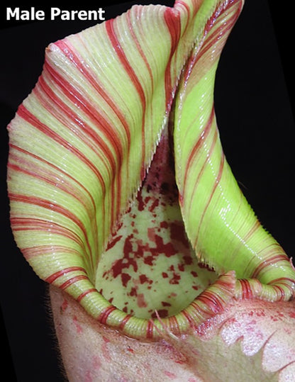 Nepenthes veitchii Bareohighland BE-3734