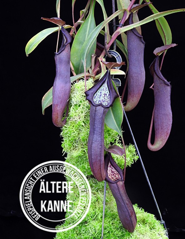 Nepenthes maxima x ramispina BE-3740