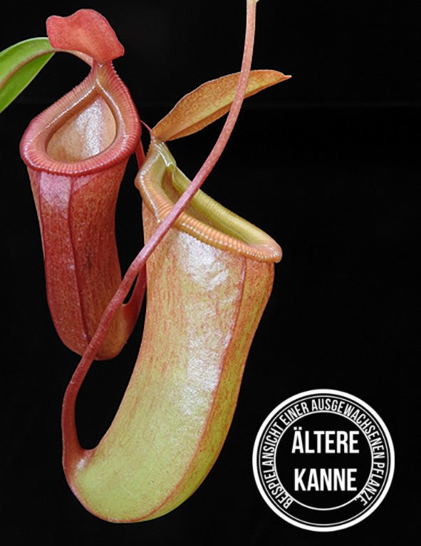 Nepenthes ventricosa x dubia BE-3742