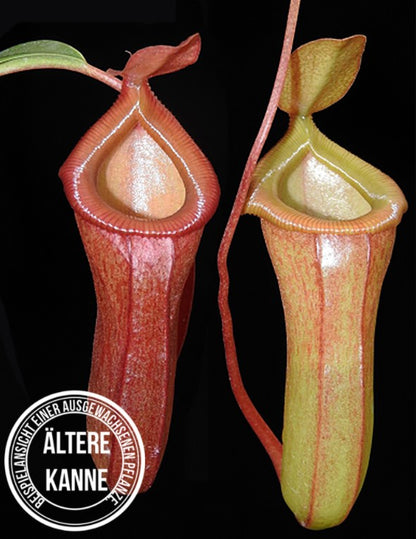 Nepenthes ventricosa x dubia BE-3742