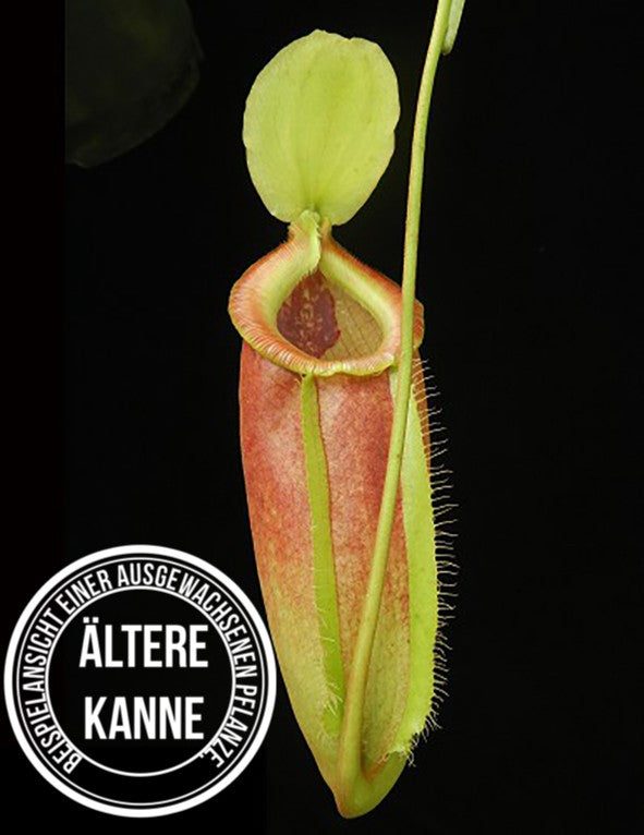 Nepenthes singalana x ampullaria BE-3744