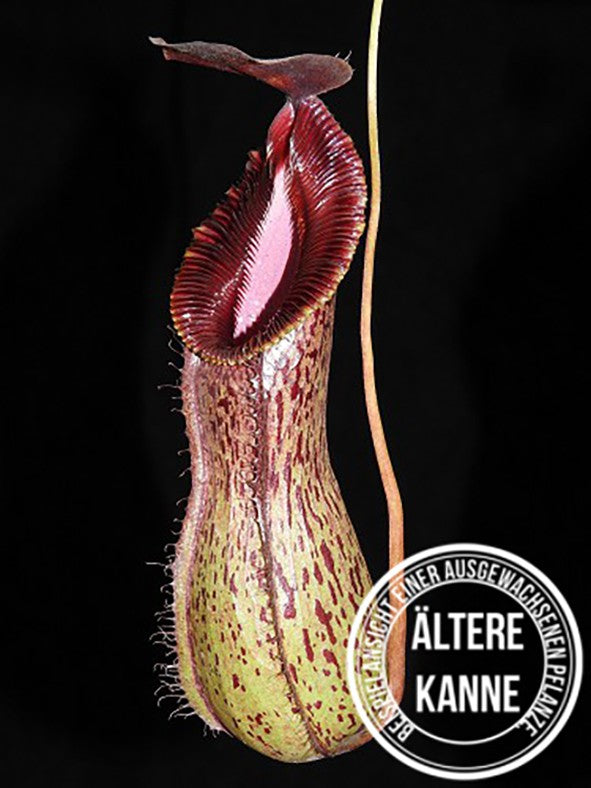 Nepenthes burkei x hamata BE-3747