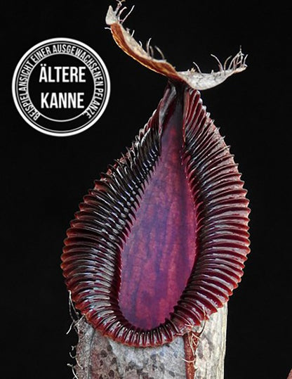 Nepenthes burkei x hamata BE-3747