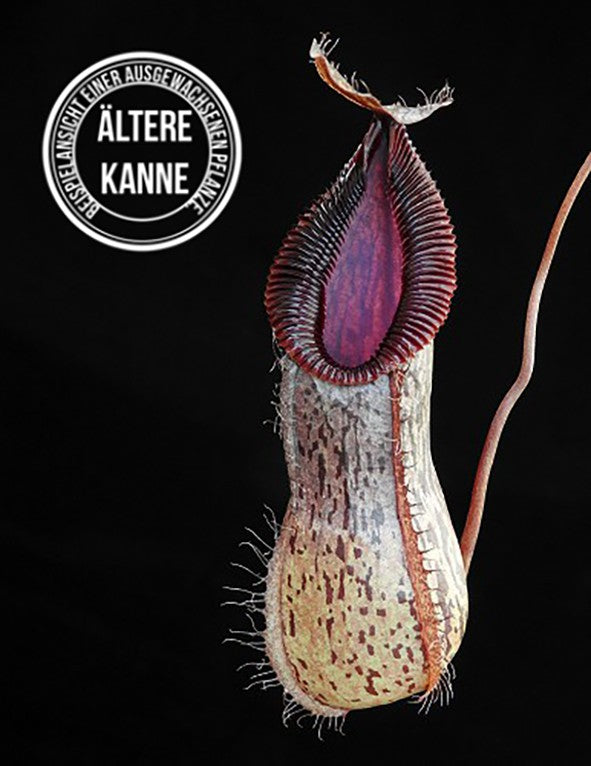 Nepenthes burkei x hamata BE-3747