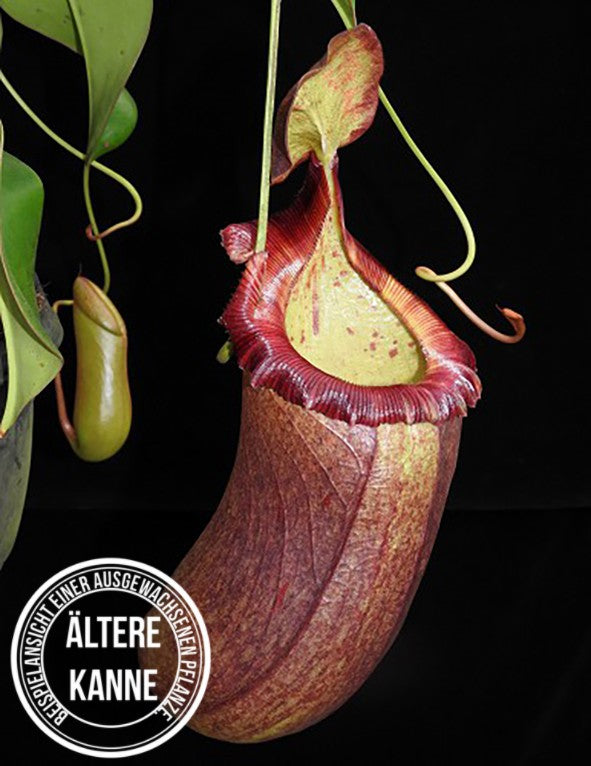 Nepenthes robcantleyi x (sibuyanensis x ventricosa) BE-3748