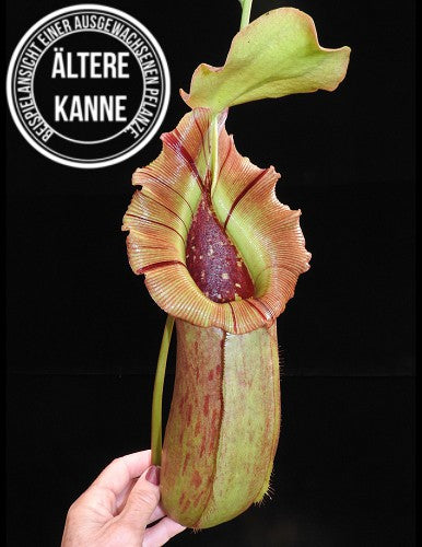 Nepenthes burkei x robcantleyi BE-3752