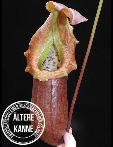 Nepenthes burkei x robcantleyi BE-3752