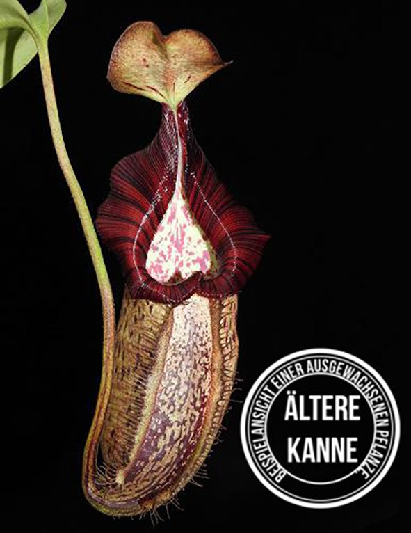 Nepenthes robcantleyi x spectabilis BE-3754