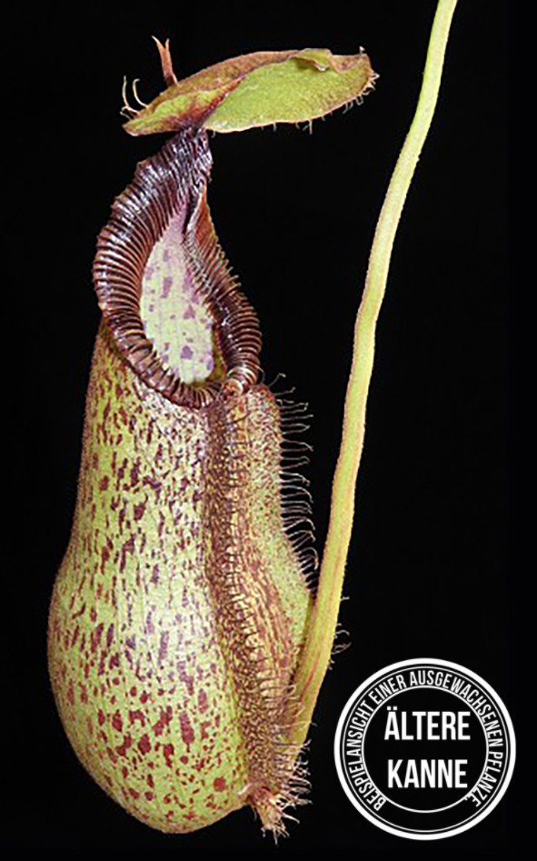 Nepenthes hamata x robcantleyi BE-3755