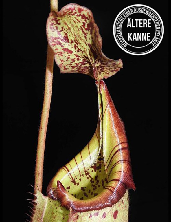 Nepenthes veitchii x burbidgeae BE-3756