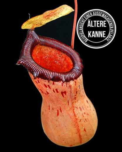 Nepenthes ventricosa x sibuyanensis BE-3757