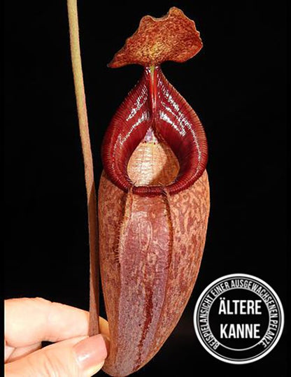 Nepenthes petiolata x talangensis BE-3762