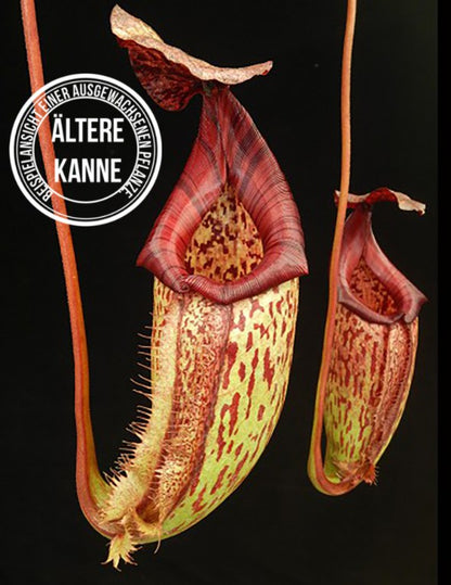 Nepenthes burbidgeae x (maxima x talangensis) BE-3764